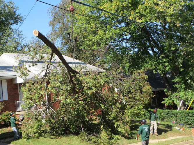 Arlington Tree Care