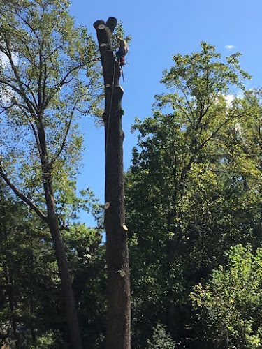 Shelton Tree Service