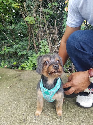 Pinnacle Pet Spa & More
