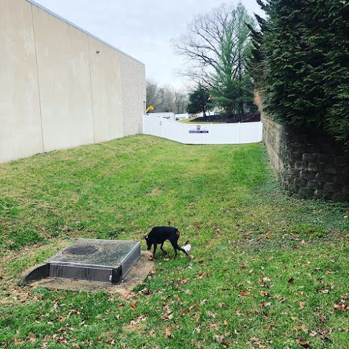 Camp David Dog Resort & Daycare