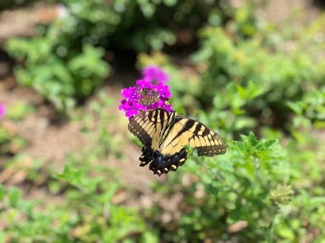 blue house gardens llc