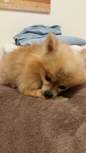 Professional All-Breed Grooming Pet Daycare & Boarding Center