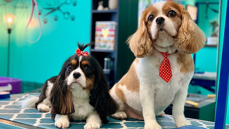 Coco Clips Dog Grooming