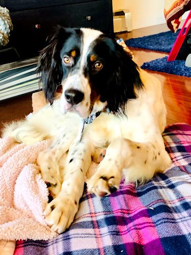Gigi’s Pet Salon