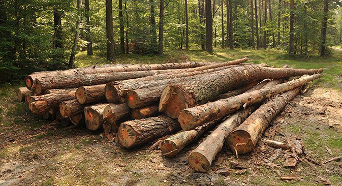 Big Steve’s Tree Care