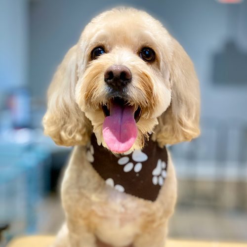 InStyle Pet Grooming