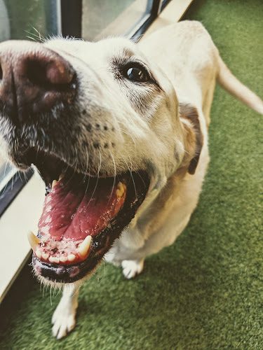 Montrose Pet Hotel