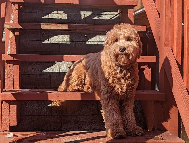 All About Paws DMV LLC